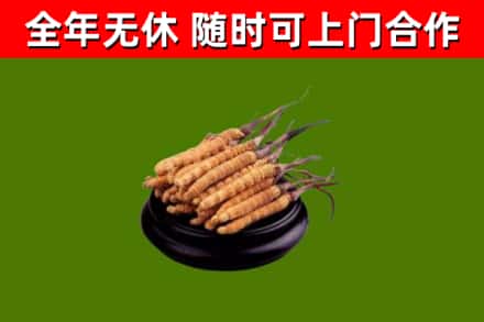 东风区烟酒回收冬虫夏草.jpg